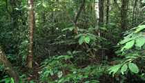 borneo (WxH) - all interno della foresta