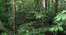 borneo (WxH) - all interno della foresta