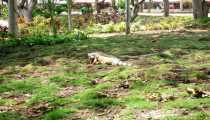 cartagena (WxH) - iguana nel giardino di cartagena