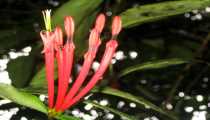 borneo (WxH) - ..fiori della foresta..