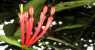 borneo (WxH) - ..fiori della foresta..