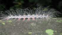 borneo (WxH) - ..insetti della foresta..