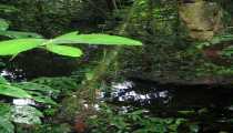 borneo (WxH) - foresta trop