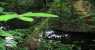 borneo (WxH) - foresta trop