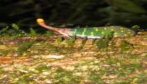 borneo (WxH) - ..insetto lanterna..