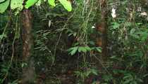 borneo (WxH) - foresta trop
