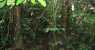 borneo (WxH) - foresta trop