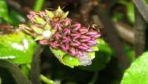 borneo (WxH) - foresta..