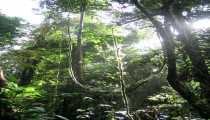 borneo (WxH) - ..