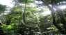 borneo (WxH) - ..