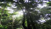 borneo (WxH) - ...