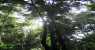 borneo (WxH) - ...