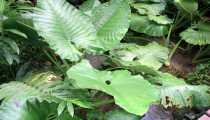 borneo (WxH) - ..