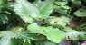 borneo (WxH) - ..