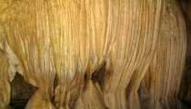 borneo (WxH) - ...