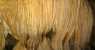 borneo (WxH) - ...