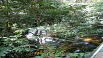 borneo (WxH) - ...