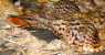 miri (WxH) - ...