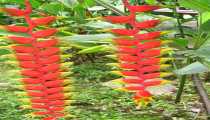 parco kinabalu (WxH) - ..fiori