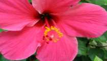 kinabalu park (WxH) - ..fiori..particolare..
