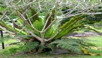 kinabalu park (WxH) - ..prosegue..
