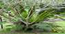 kinabalu park (WxH) - ..prosegue..