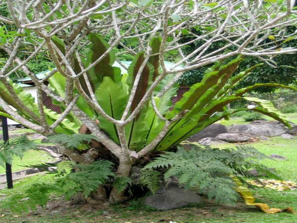 Scarica versione non compressa kinabalu park (WxH)