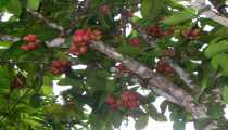 kinabalu park (WxH) - ..frutti ..