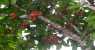 kinabalu park (WxH) - ..frutti ..