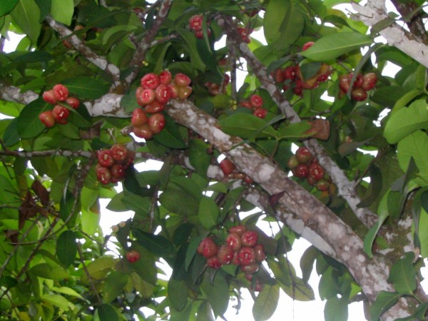 Scarica versione non compressa kinabalu park (WxH)