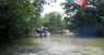foresta (WxH) - nei canali..
