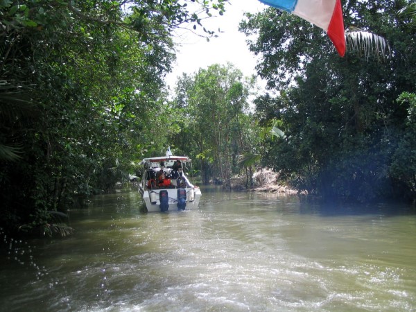 Scarica versione non compressa foresta (WxH)