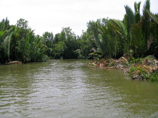 Scarica versione non compressa foresta (WxH)