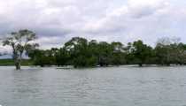 foresta (WxH) - uscita dal canale..ed entrata in mare..