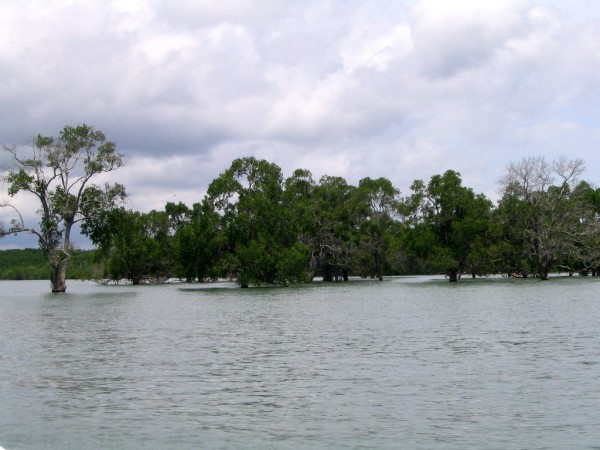 Scarica versione non compressa foresta (WxH)