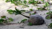 turtle island (WxH) - una nuova palma sta nascendo..