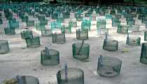 turtle island (WxH) - ..riserva x le tartarughine..