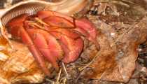 turtle island (WxH) - il granchio del cocco