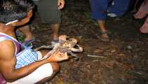 turtle island (WxH) - ..qualcuno lo cattura..
