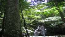 sukau (WxH) - foresta trop
