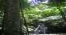 sukau (WxH) - foresta trop