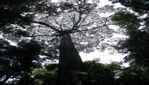sukau (WxH) - ..nella foresta..