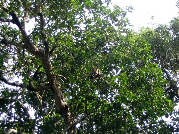 Scarica versione non compressa sukau (WxH)