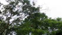 sukau (WxH) - ..long neck..