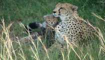 MASAI MARA (WxH) - ...