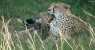 MASAI MARA (WxH) - ...