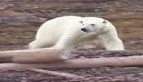 orso bianco (WxH) - un incontro speciale
