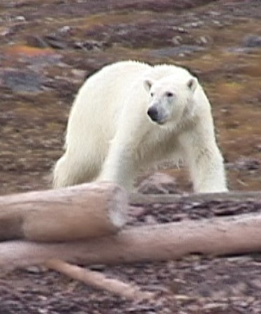 Scarica versione non compressa orso bianco (WxH)