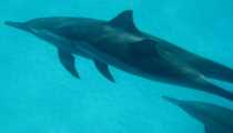 dolphins (WxH) - lovely creatures