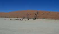 deserto del Namib (WxH) - dune rosse e tronchi scheletrici